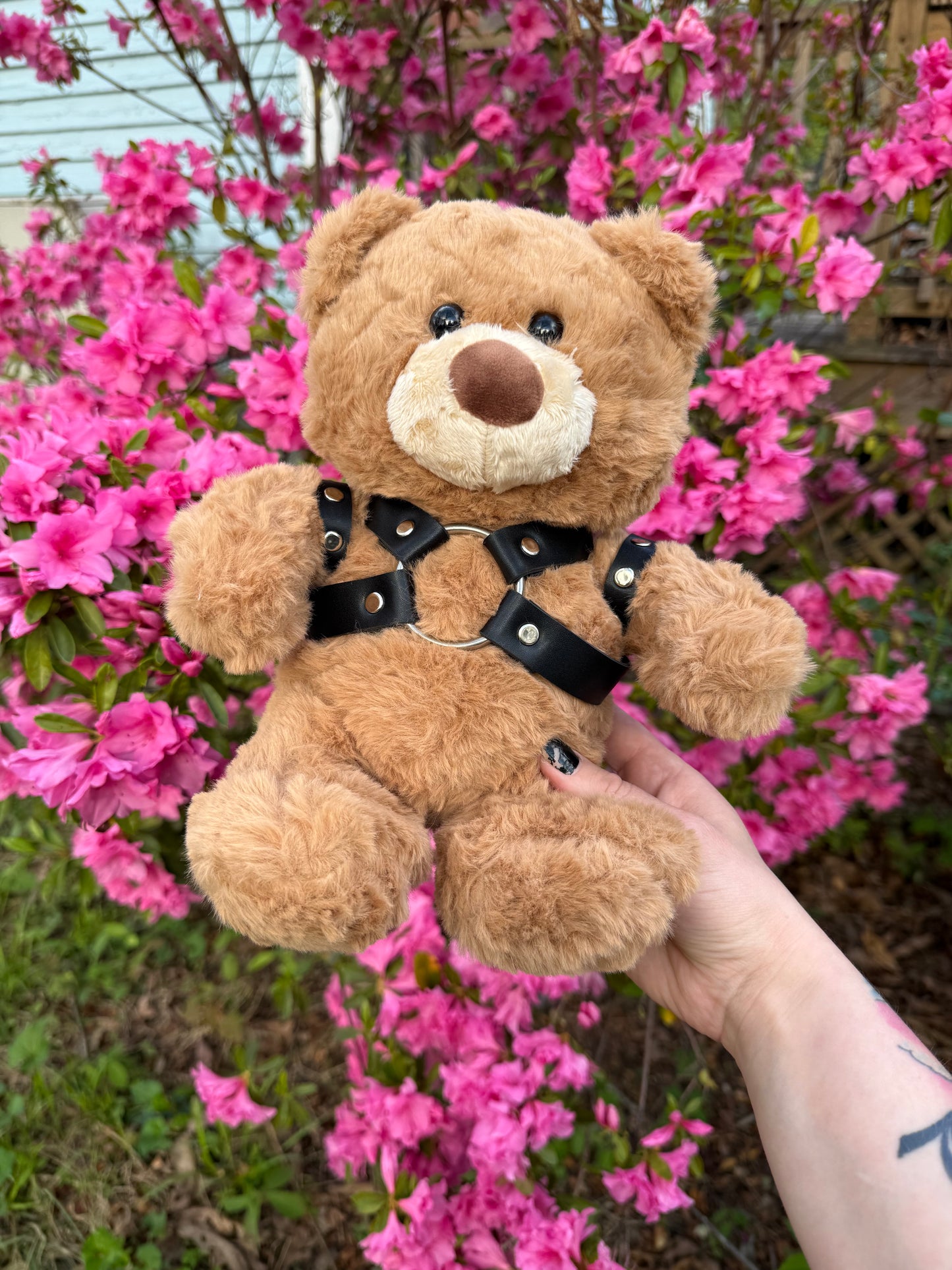 Harness Teddy Bear